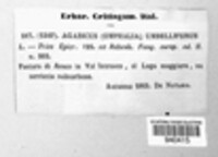 Agaricus umbelliferus image
